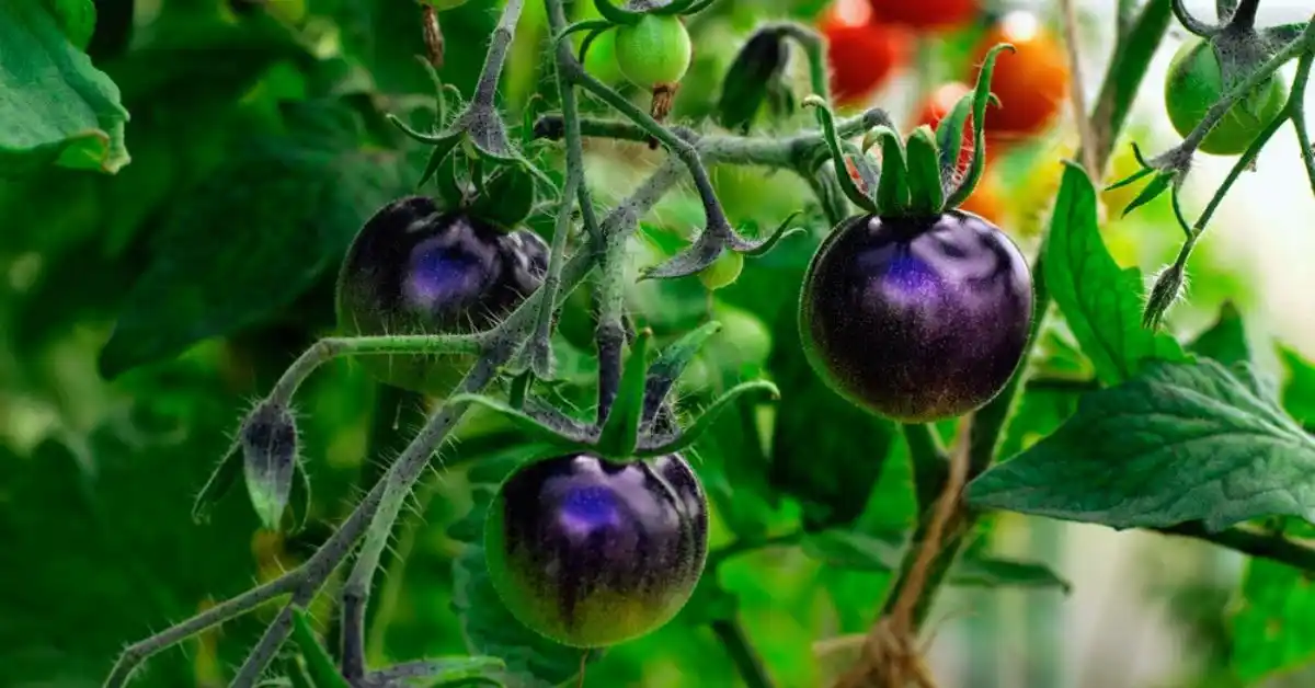 Planting black cherry tomatoes