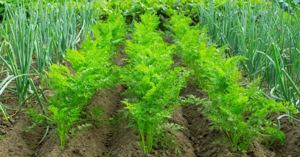 Planting carrot and onion