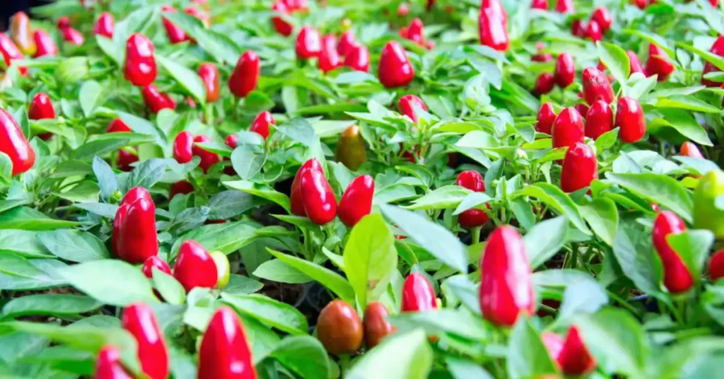 Red pepper plants