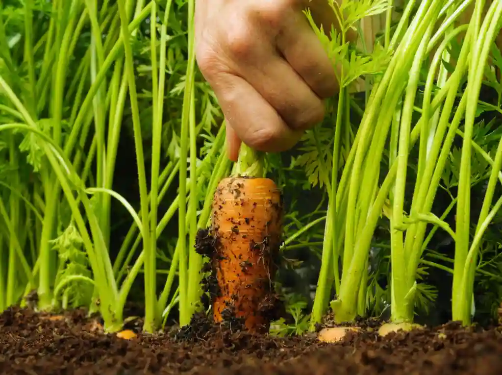 Healthy carrot harvest