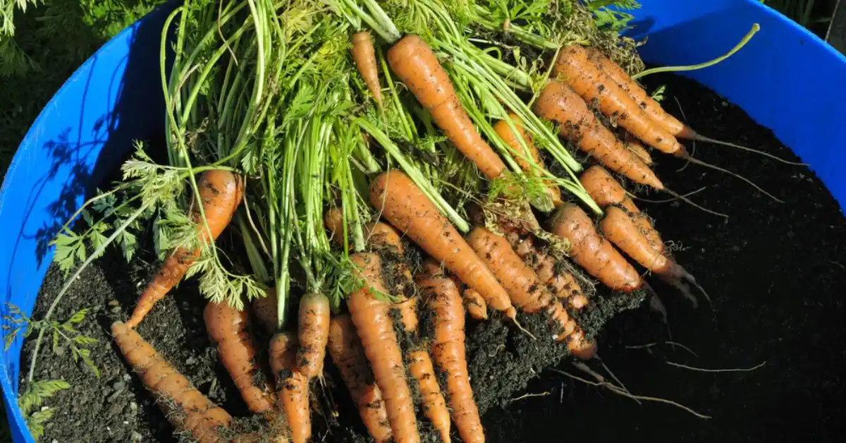 Growing Carrots From Seed in Containers