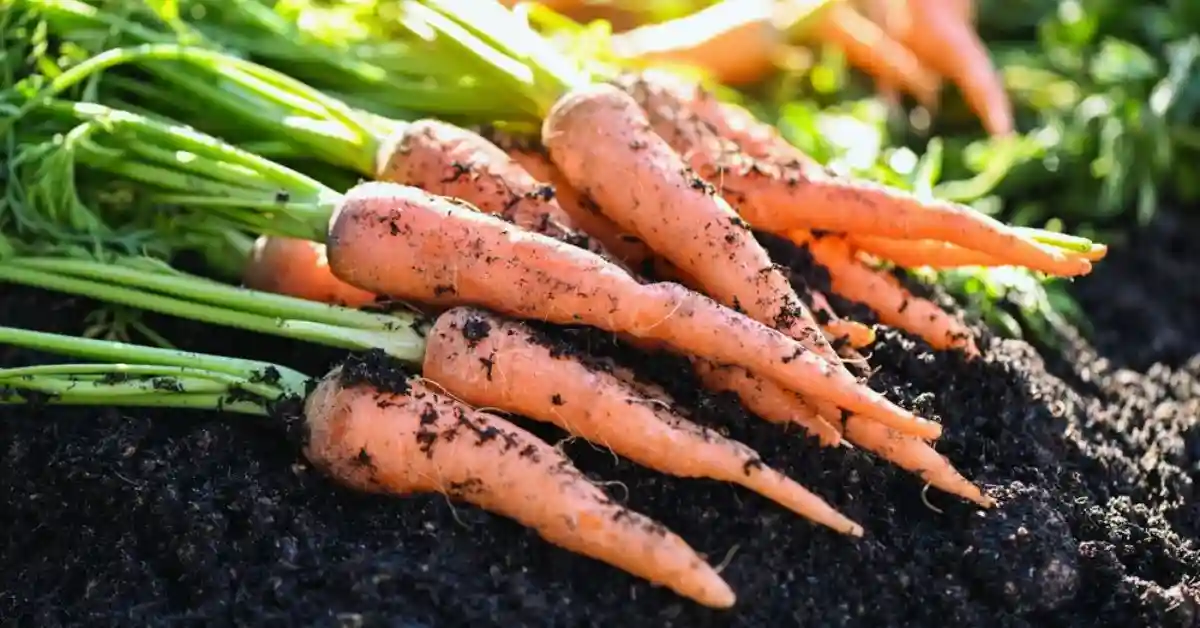 Growing carrots in raised bed