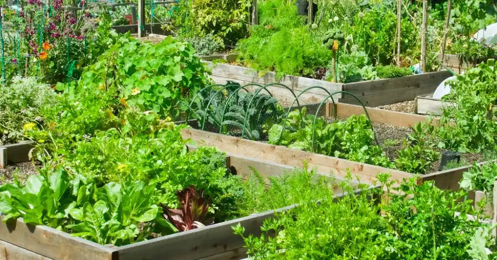 Growing Carrots From Seed to Harvest in Containers Planning garden