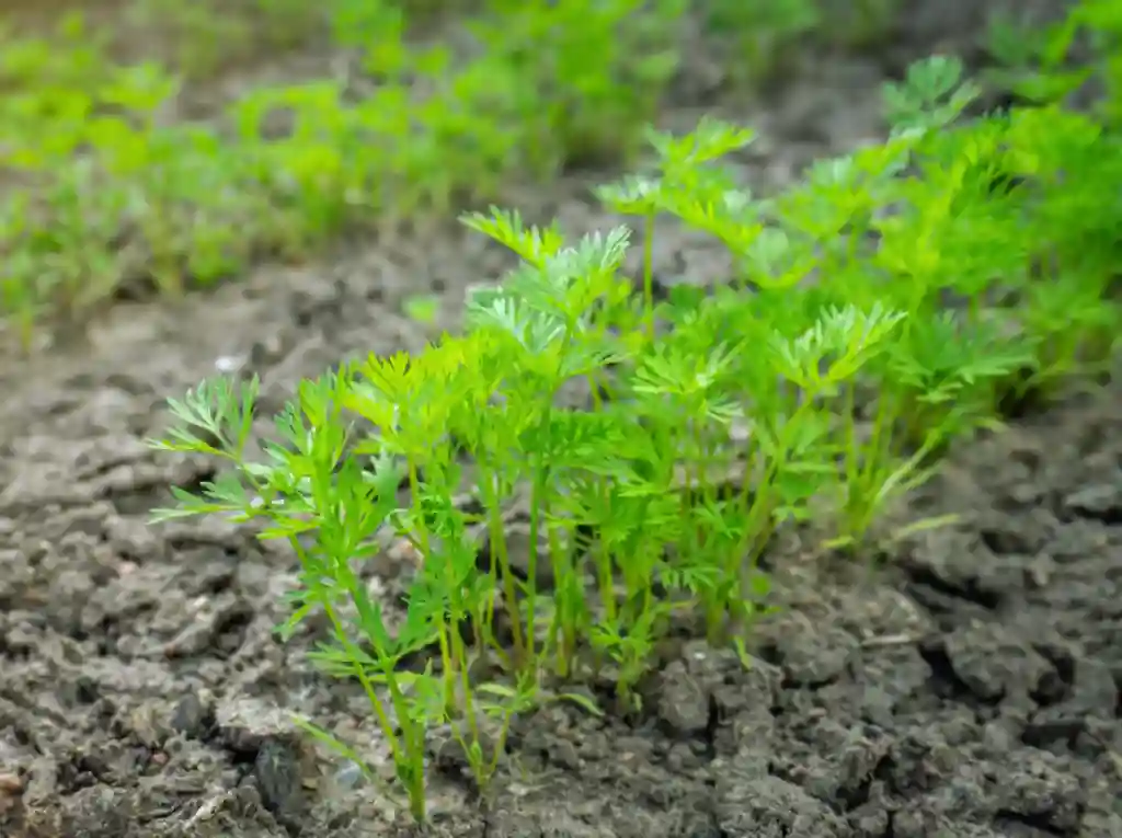 Planting carrots seedling