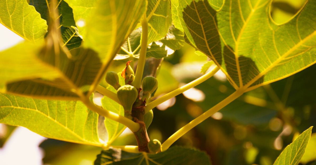 Yellow leaves on fig trees