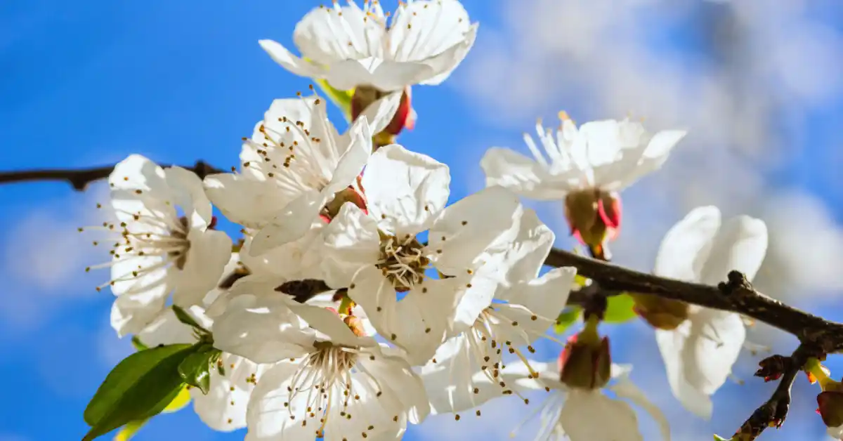 Apricot blossoms
