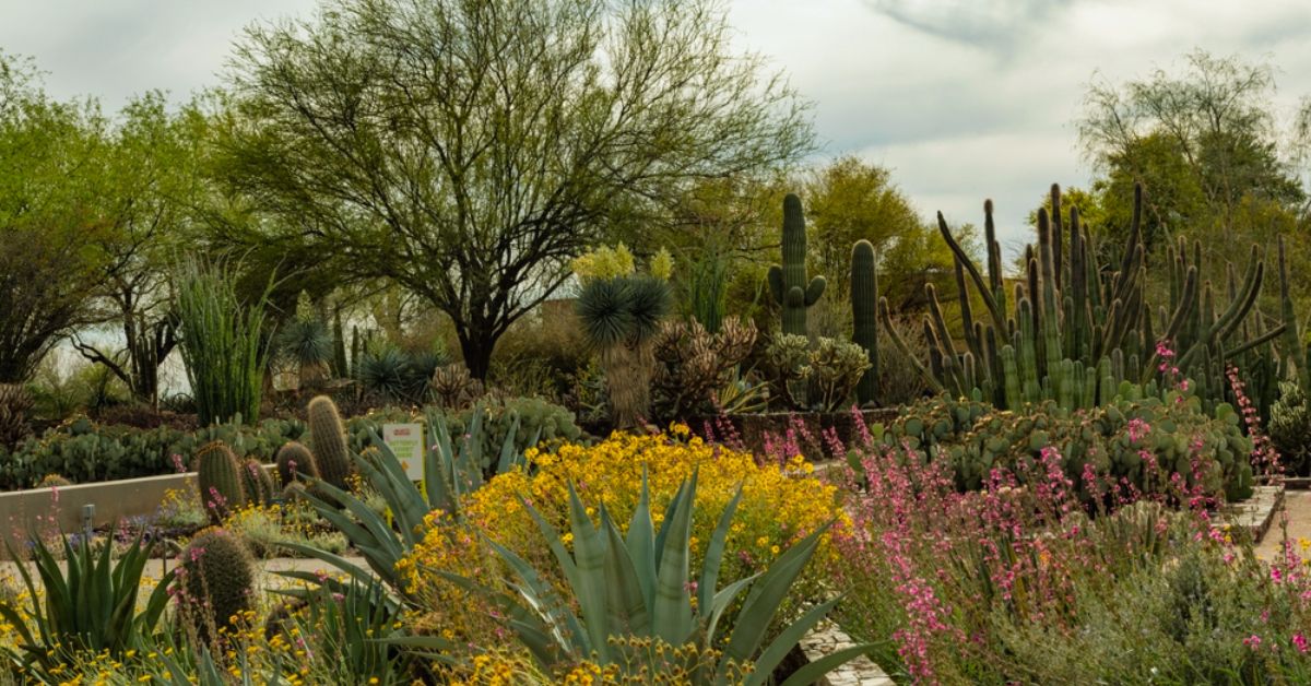 Best fruit tree to grow in arizona