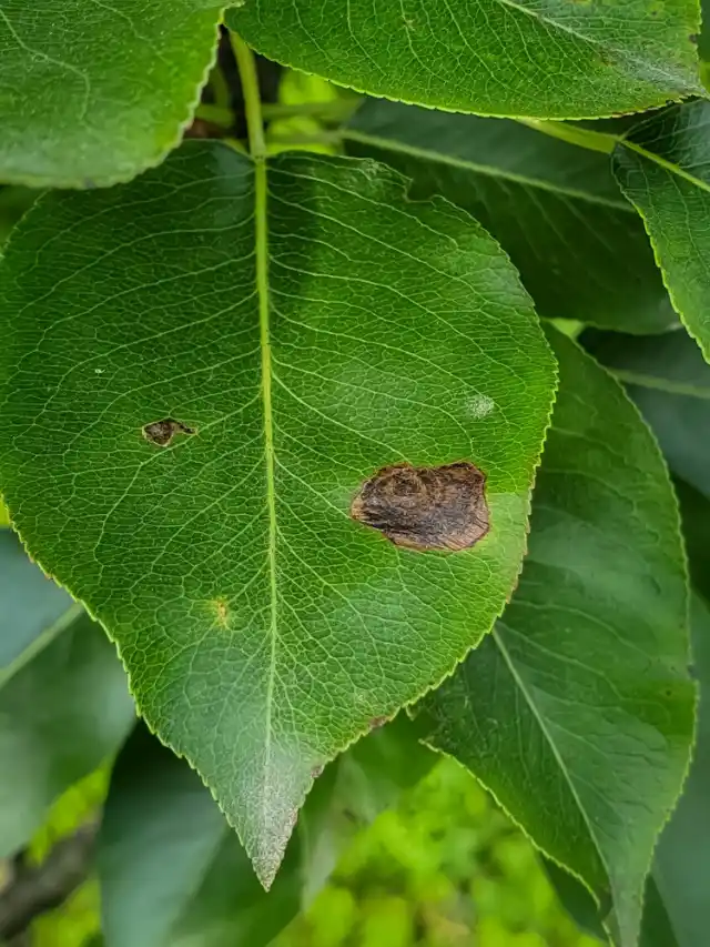 Black spot on pear leaf