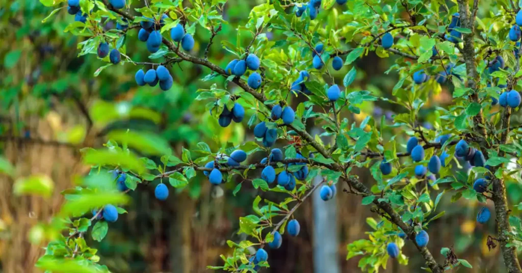 Blue plum tree