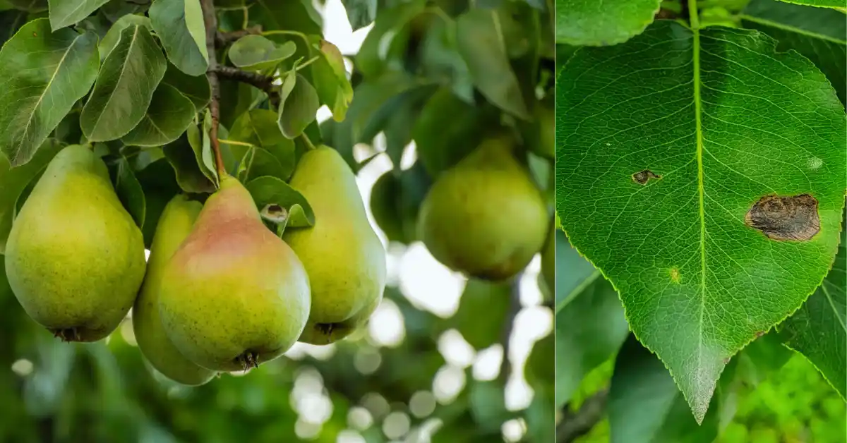Pear tree black spot on leaf