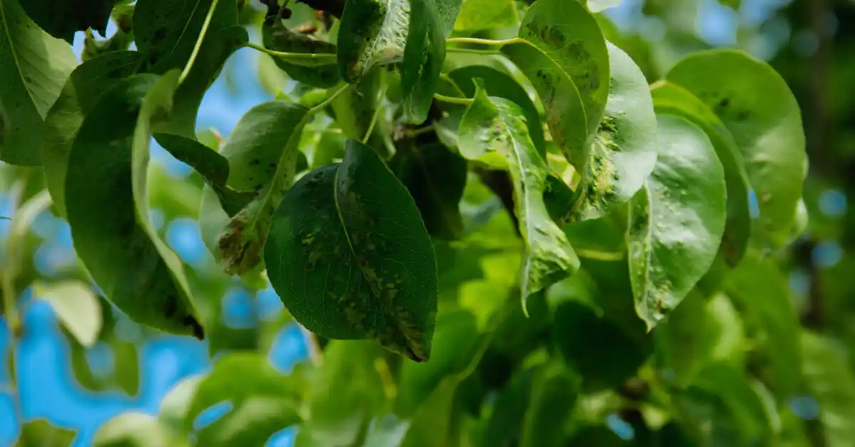 Leaf curl in pear trees