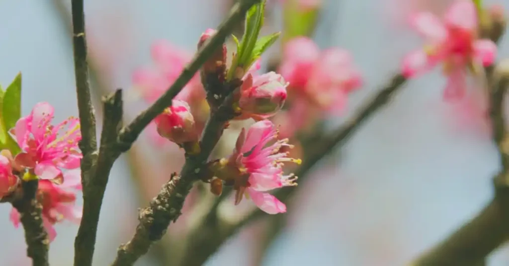 Pink apricot blossoms