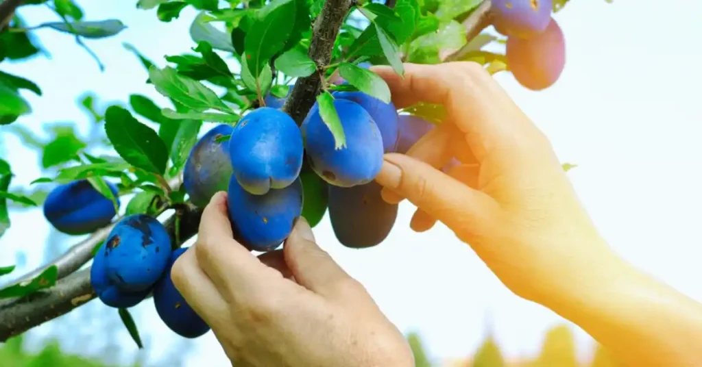Harvesting plum fruit by hand