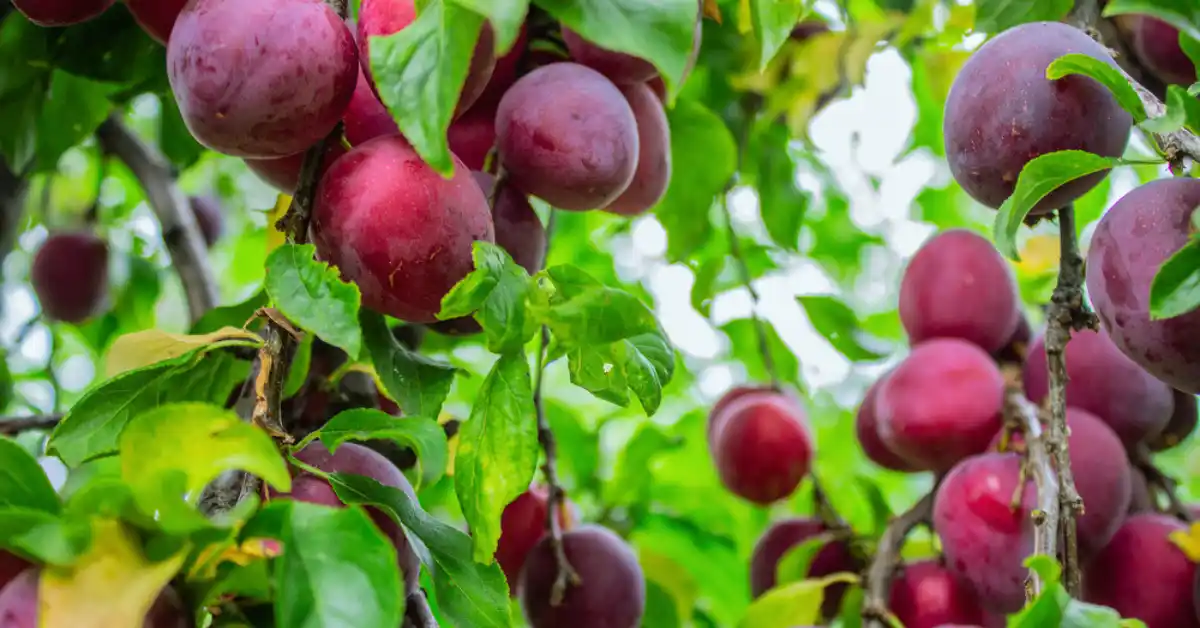 Plum trees growing