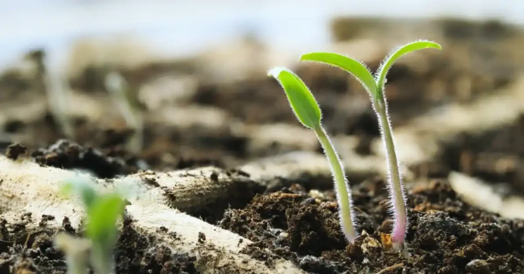 The Complete Tomato Plant Life Cycle Explained Tomato seedling stage