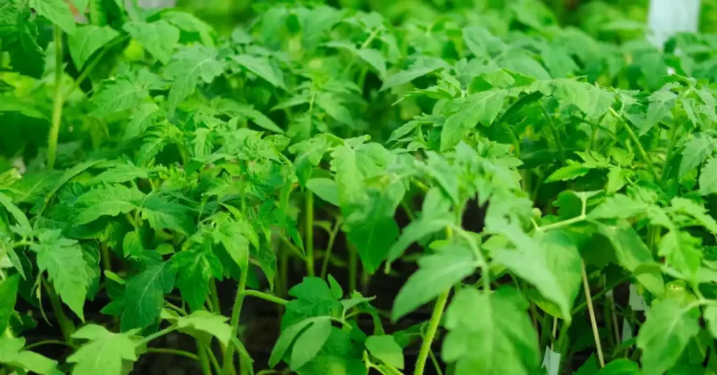 The Complete Tomato Plant Life Cycle Explained Tomato seedlings ready to transplant