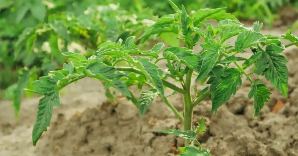 The Complete Tomato Plant Life Cycle Explained Tomato vegetative growth stage