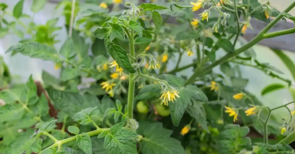 The Complete Tomato Plant Life Cycle Explained Tomatoes flowers and fruits