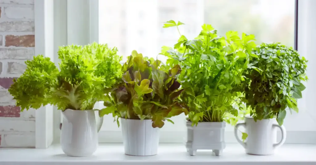 Window herb container garden ideas