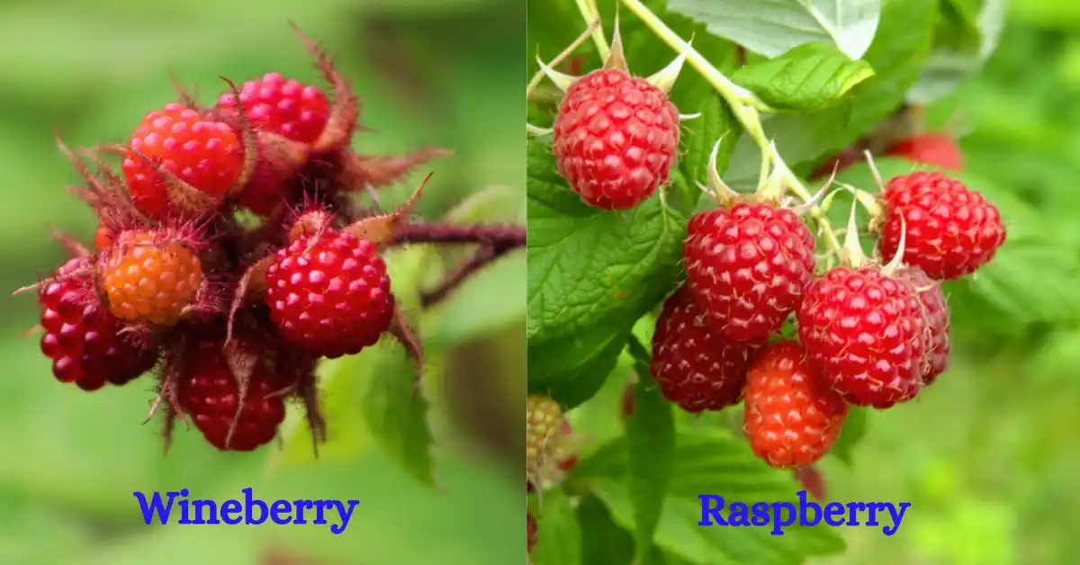 Wineberry vs Raspberry: An In-Depth Comparison | Htecfarming