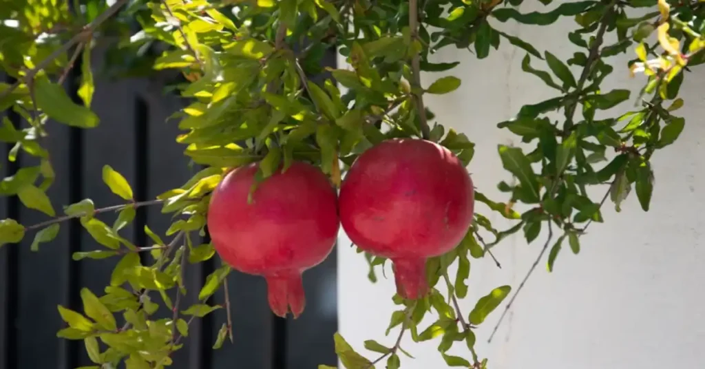 Wonderful pomegranate