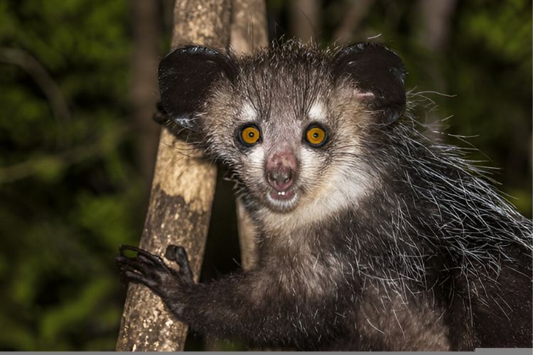 Aye-Aye