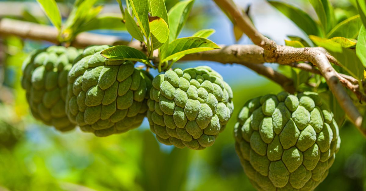 Best Time to Pick Sugar Apples from the Tree