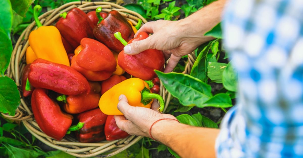 Best time to pick ripe peppers