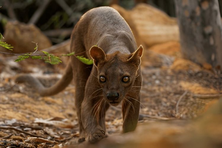 Fossa