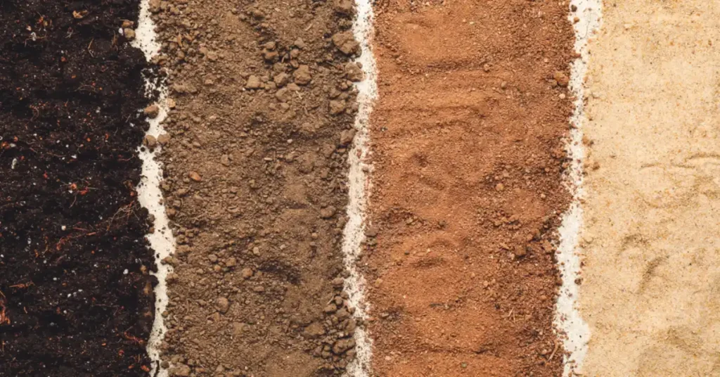 Ideal soil type for desert fig trees