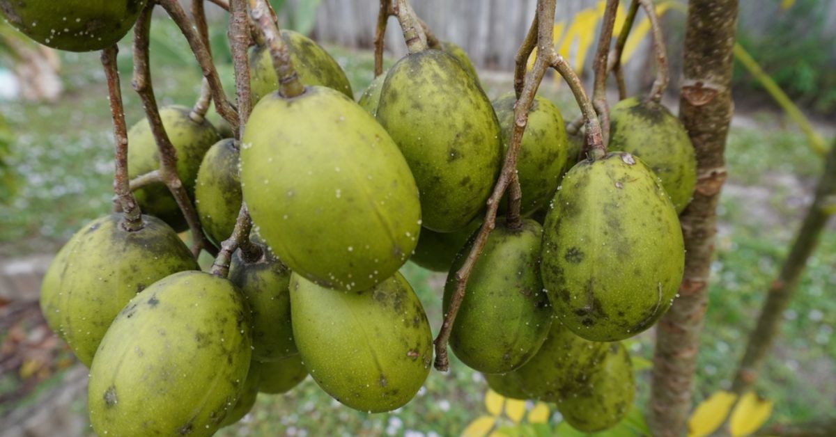 Jobo fruit on tree