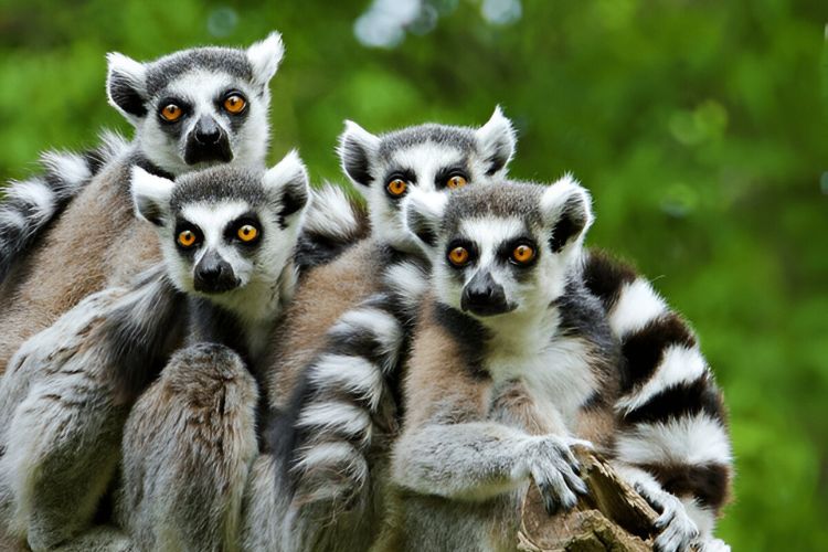 Lemurs