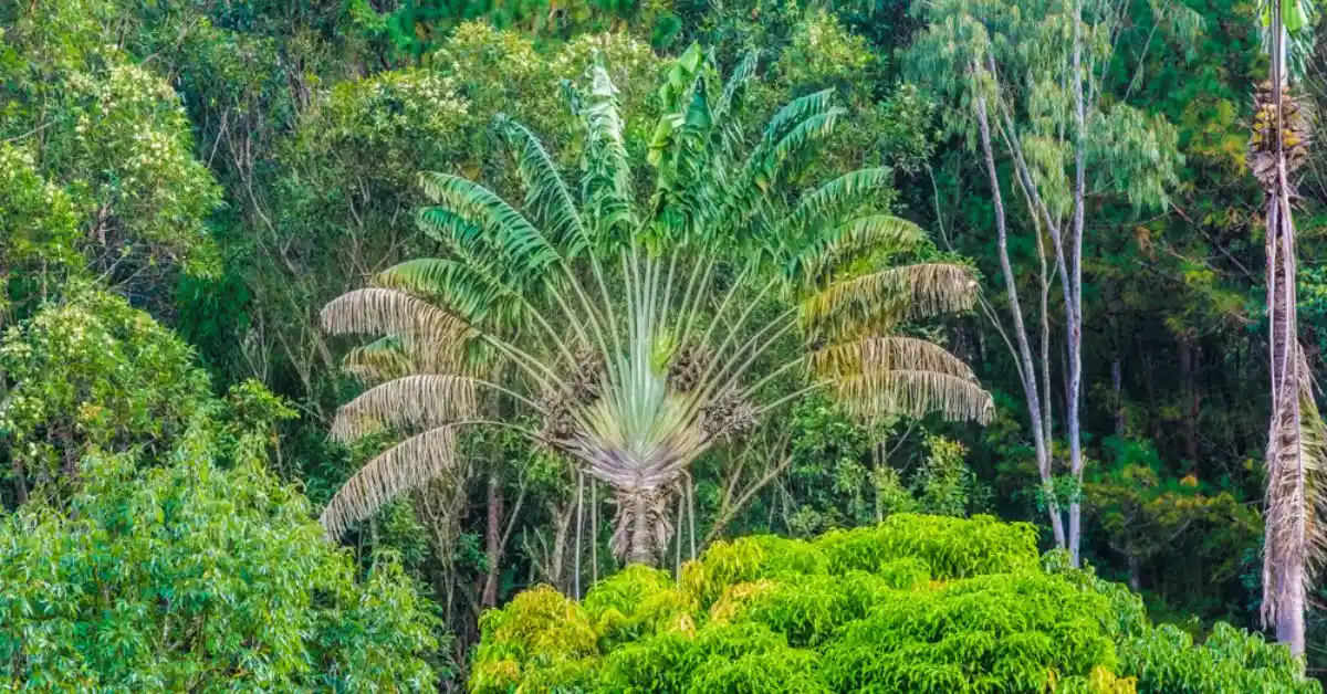 Madagascar's endemic species