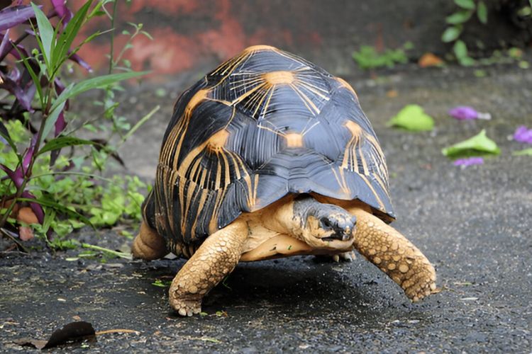 Radiated Tortoises