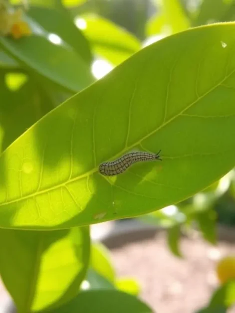 Washington Navel Orange Tree, Citrus sinensis at Your Local Nursery Citrus leafminer larva creating tunnels in the vibrant green leaves of an orange tree, showcasing the delicate damage patterns, with a soft focus on the surrounding garden environment, sunlight filtering through the foliage