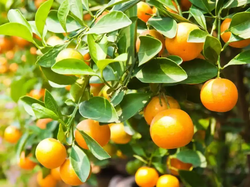 Washington Navel Orange Tree, Citrus sinensis at Your Local Nursery Close-up of a vibrant, seedless Washington Navel Orange with a noticeable navel-like indentation on the bottom of the fruit