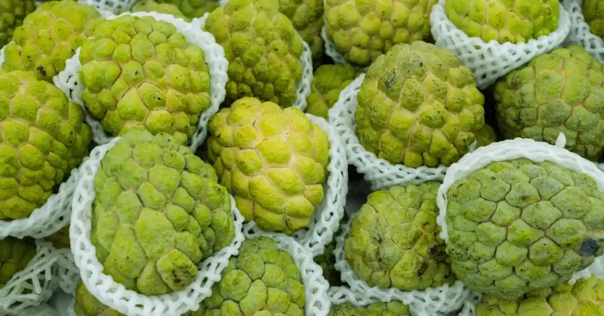 How to Eat a Custard Apple: A Delicious Guide to Enjoying This Exotic Fruit Custard apple selection from collection