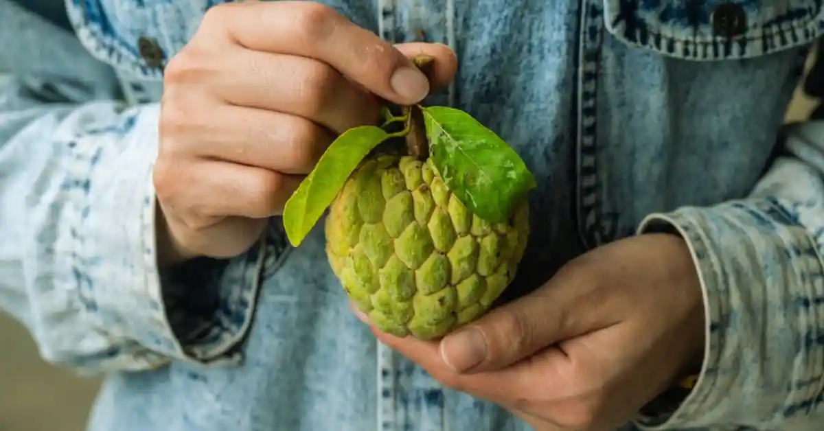 Ripe custard apple carried by women on hand