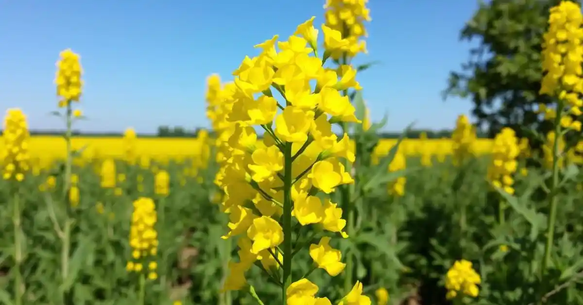 Vibrant canola plant in full bloom