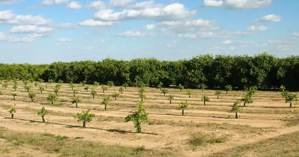 Washington Navel Orange Tree, Citrus sinensis at Your Local Nursery A thriving orchard of Washington Navel Orange trees under a clear blue sky