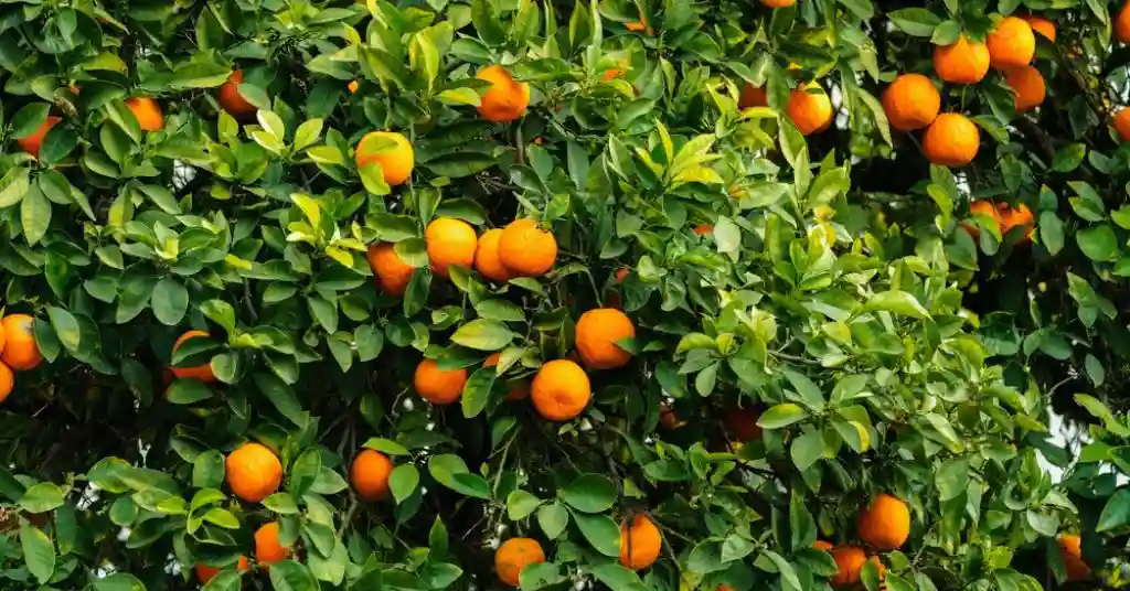 Washington Navel Orange Tree, Citrus sinensis at Your Local Nursery Ripe Washington Navel Oranges hanging from a tree, ready for hand-picking during the winter harvest season