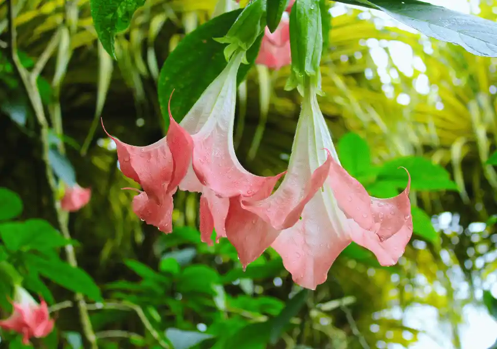 Brugmansia flower bloom