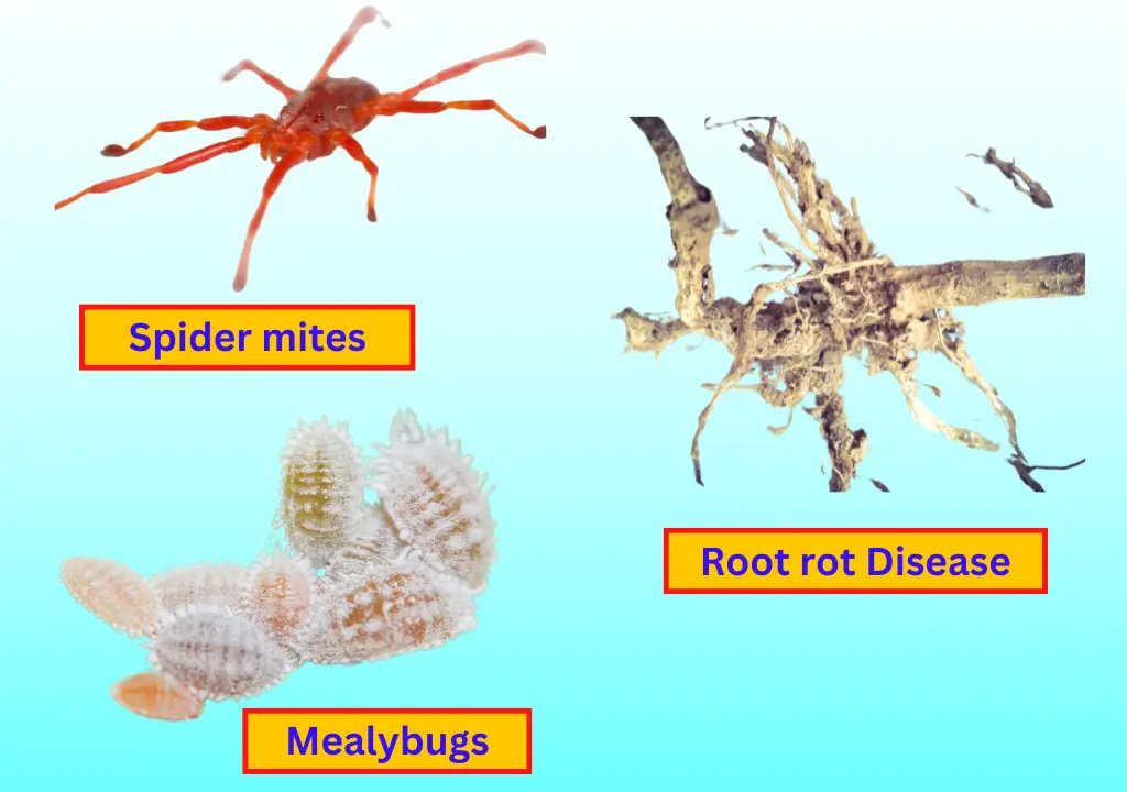 Pests and diseases of Brugmansia