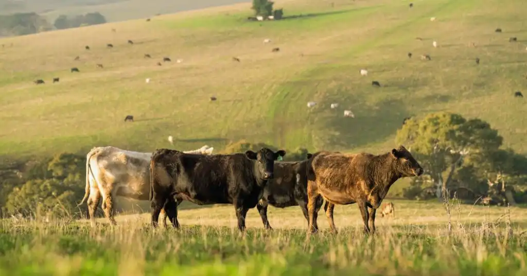 Silvopasture systems