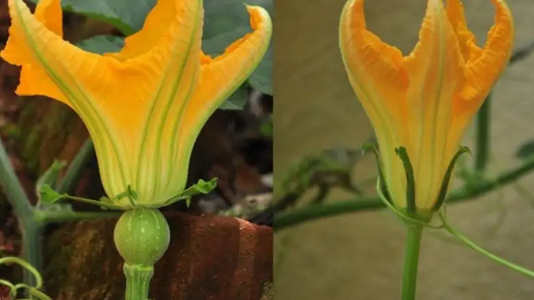 A close-up of a bright yellow female pumpkin flower with a visible small fruit at its base, surrounded by lush green leaves