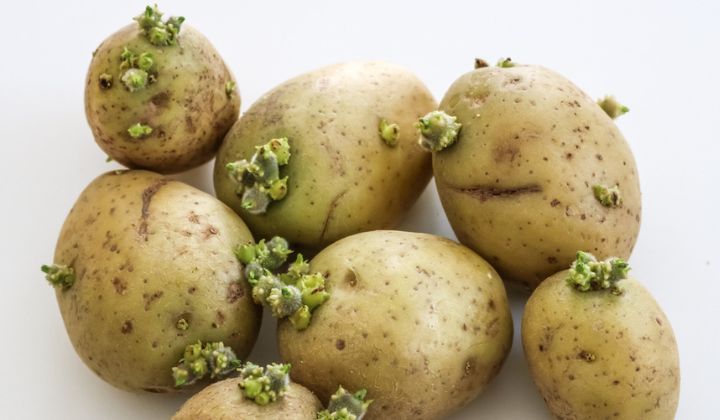 Sprout potatoes grow organic potatoes from sprout potatoes