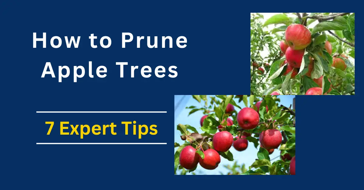 How to prune apple trees