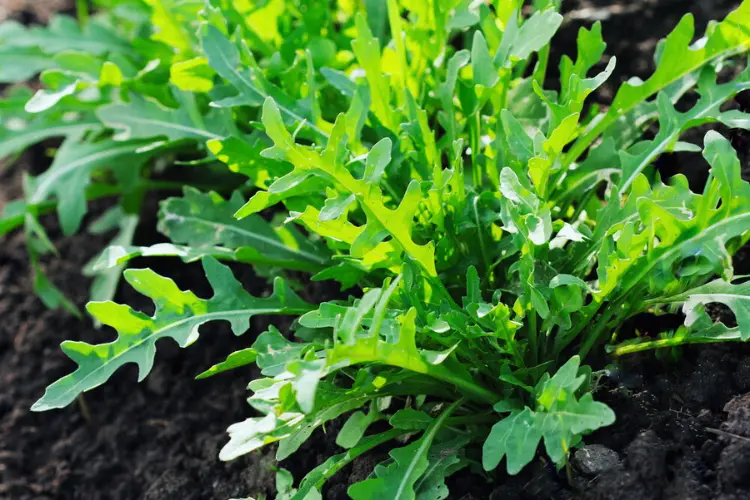 Arugula Arugula plant