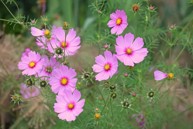 Cosmos Cosmos flowers