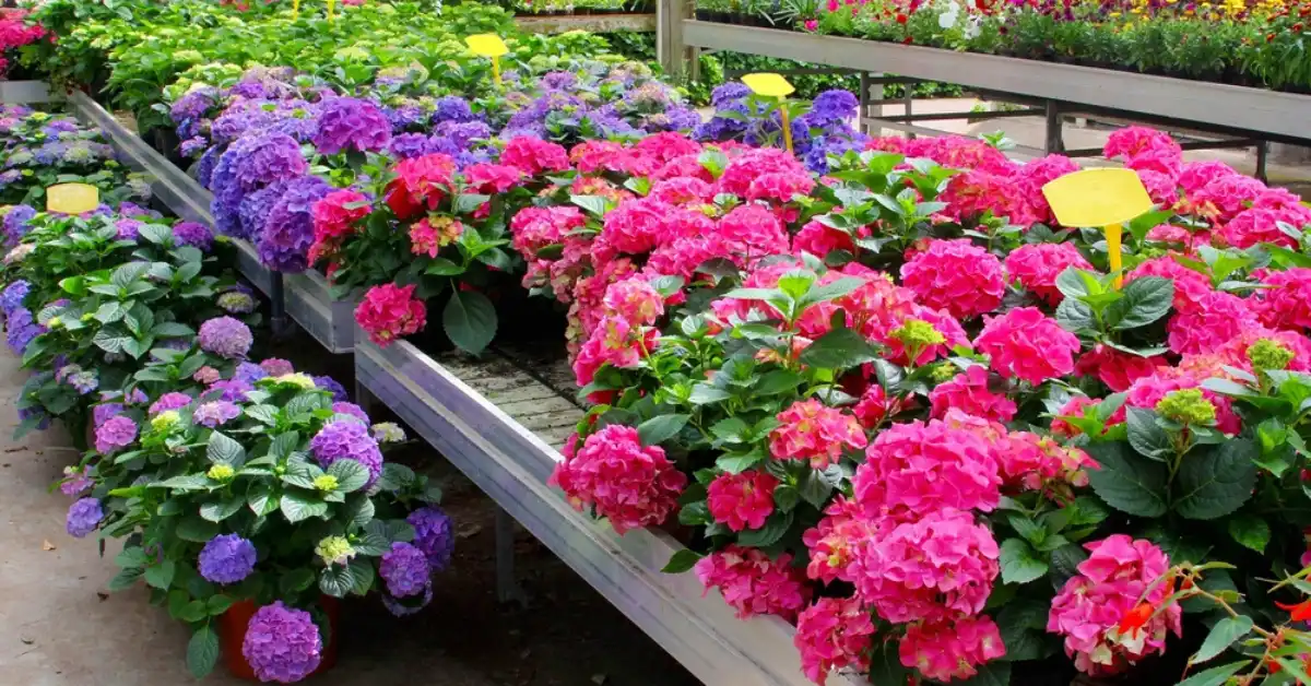 Fast-growing annuals